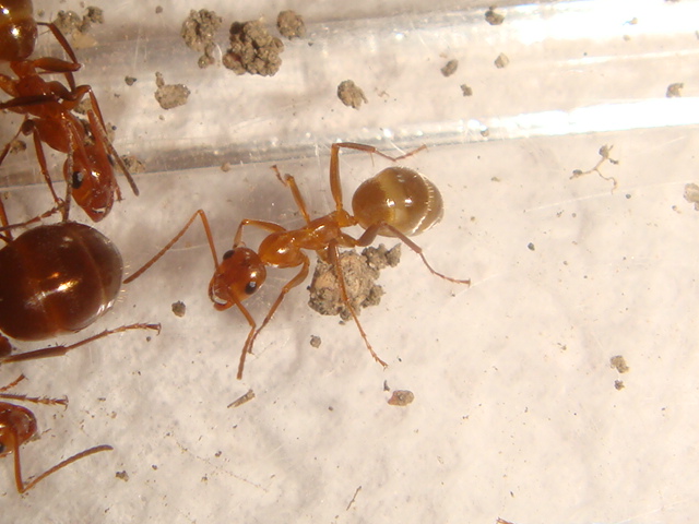 camponotus