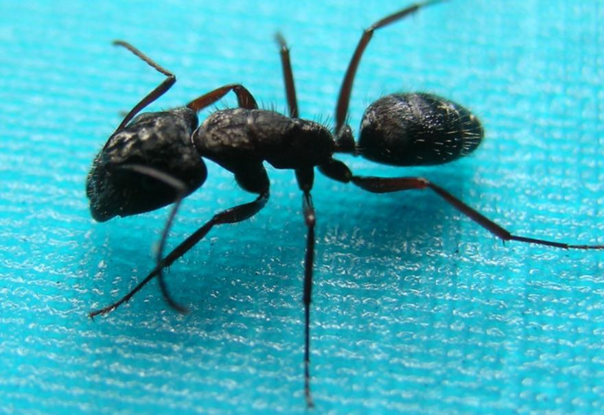 camponotus  sp
