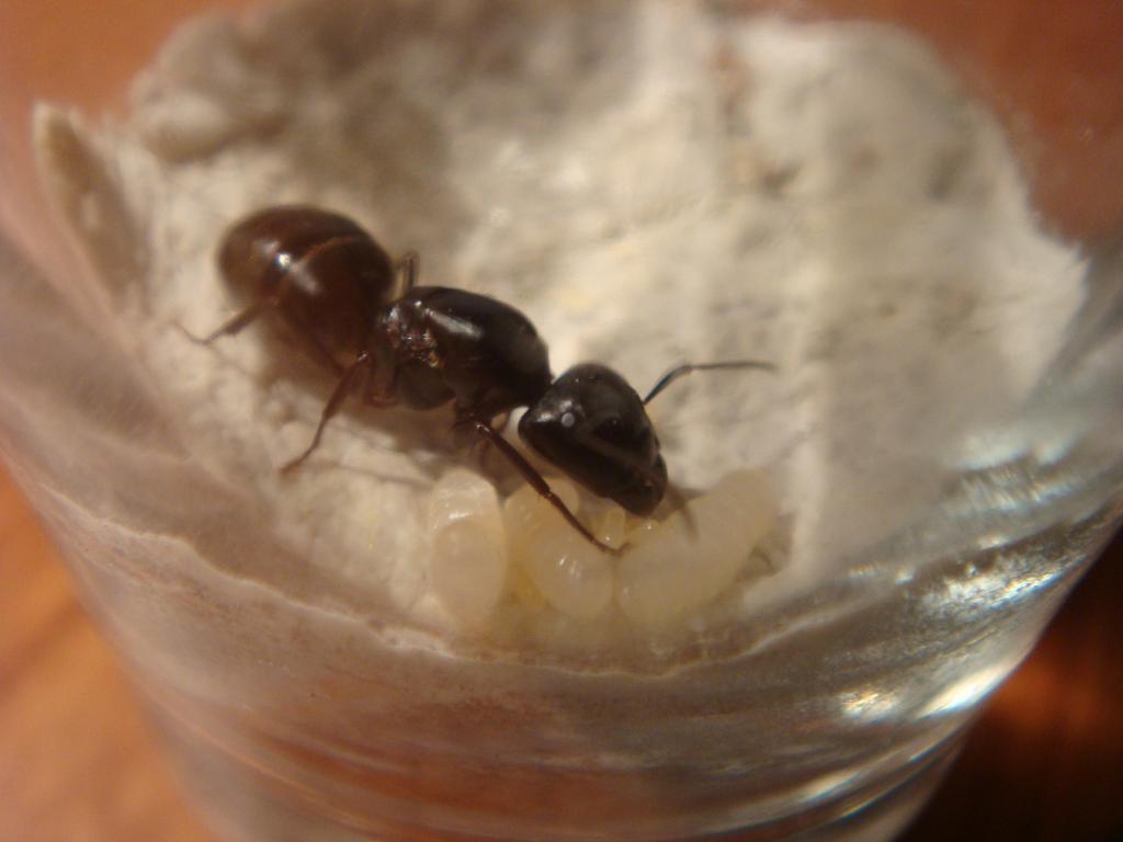 reina camponotus pensylvanicus