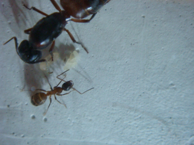 camponotus cromanion