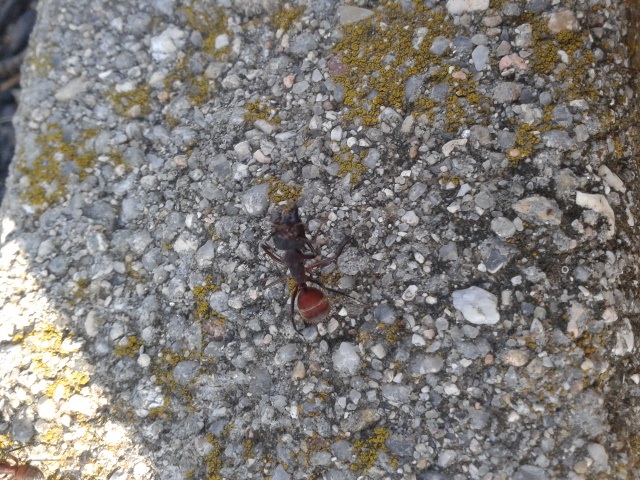 Camponotus cruentatus