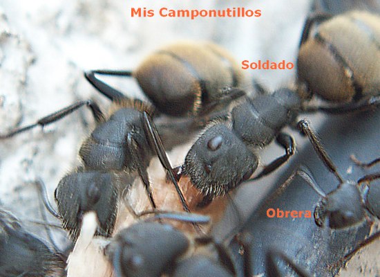 Camponotus Mus Tema Guerra!