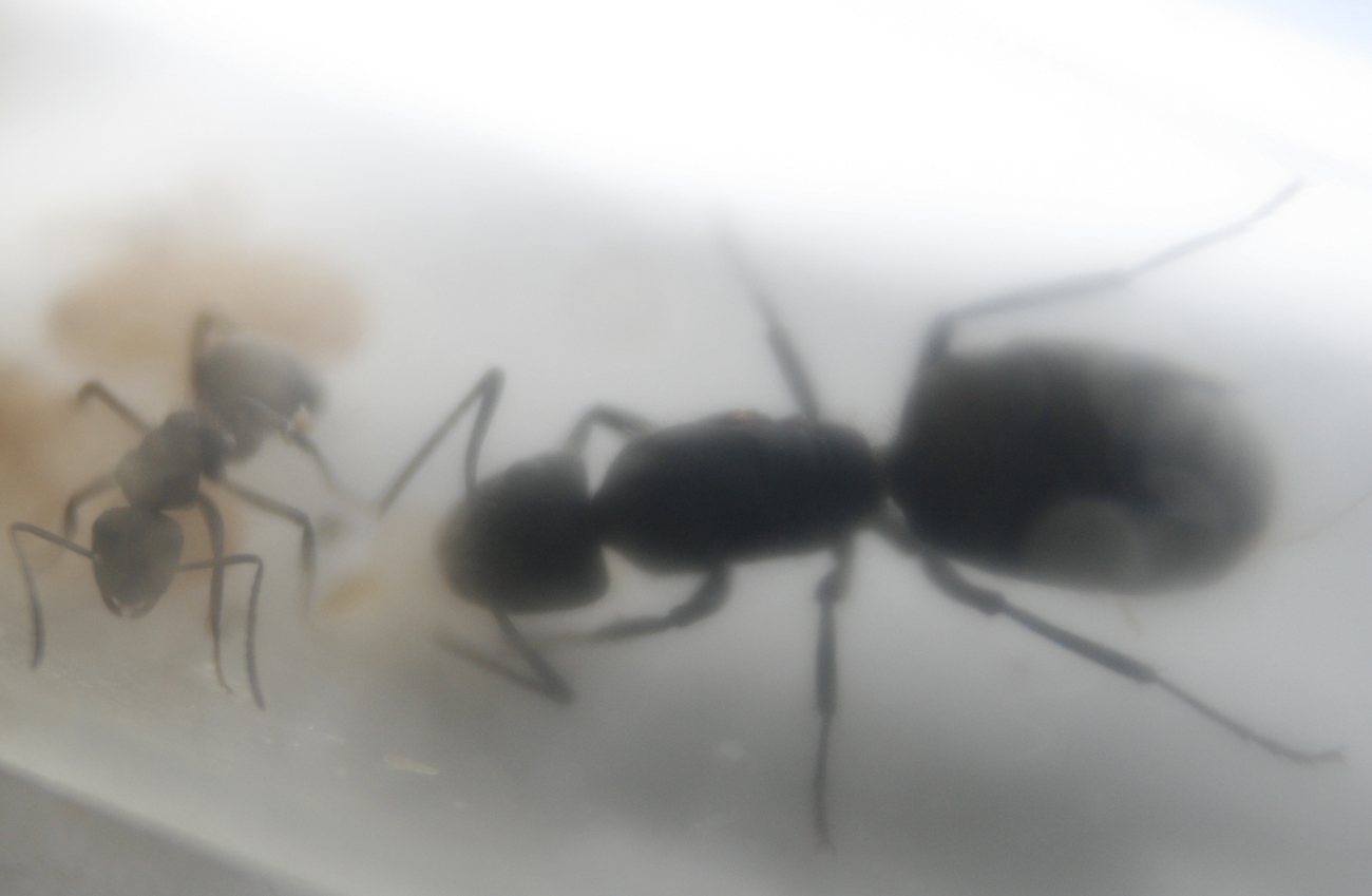 Camponotus Mus con primera nurse