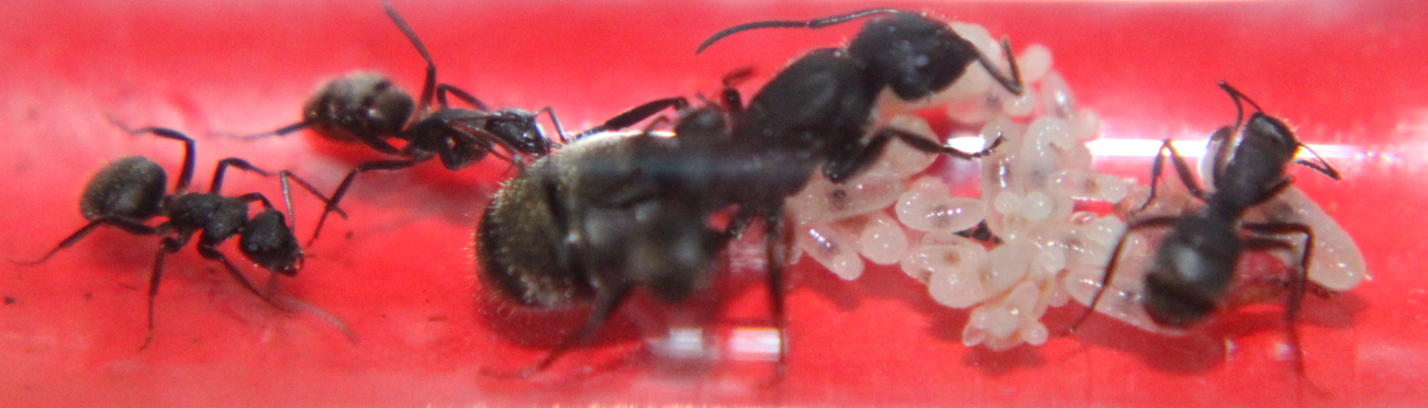 Camponotus mus con obreras larvas y pupas.