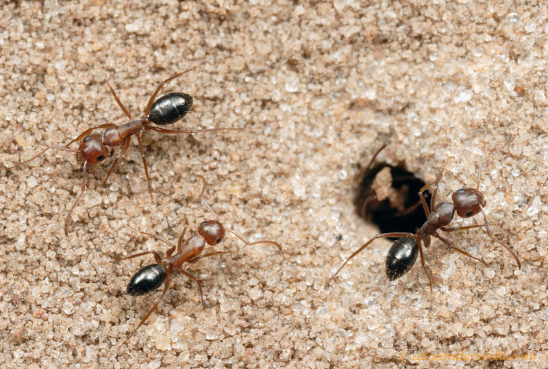 Punctatus