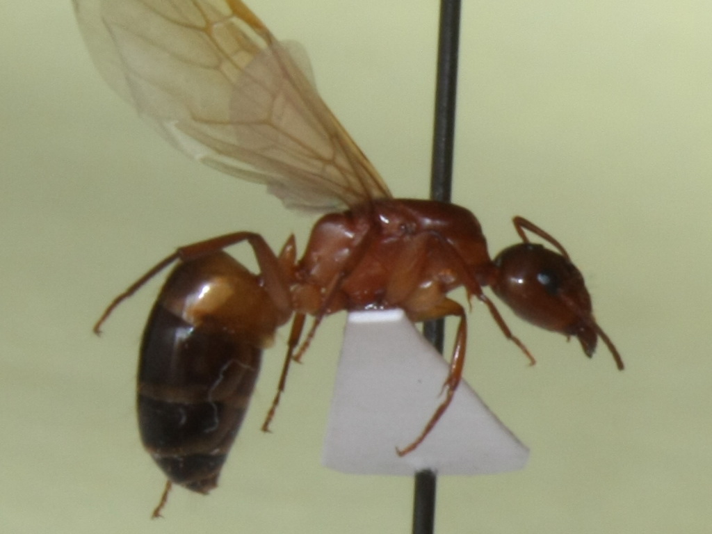 reina Camponotus
