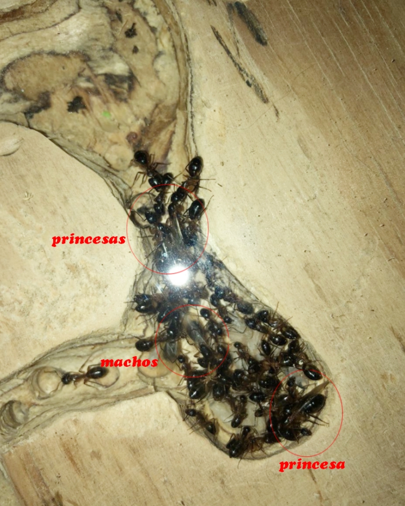 CamponotusSub