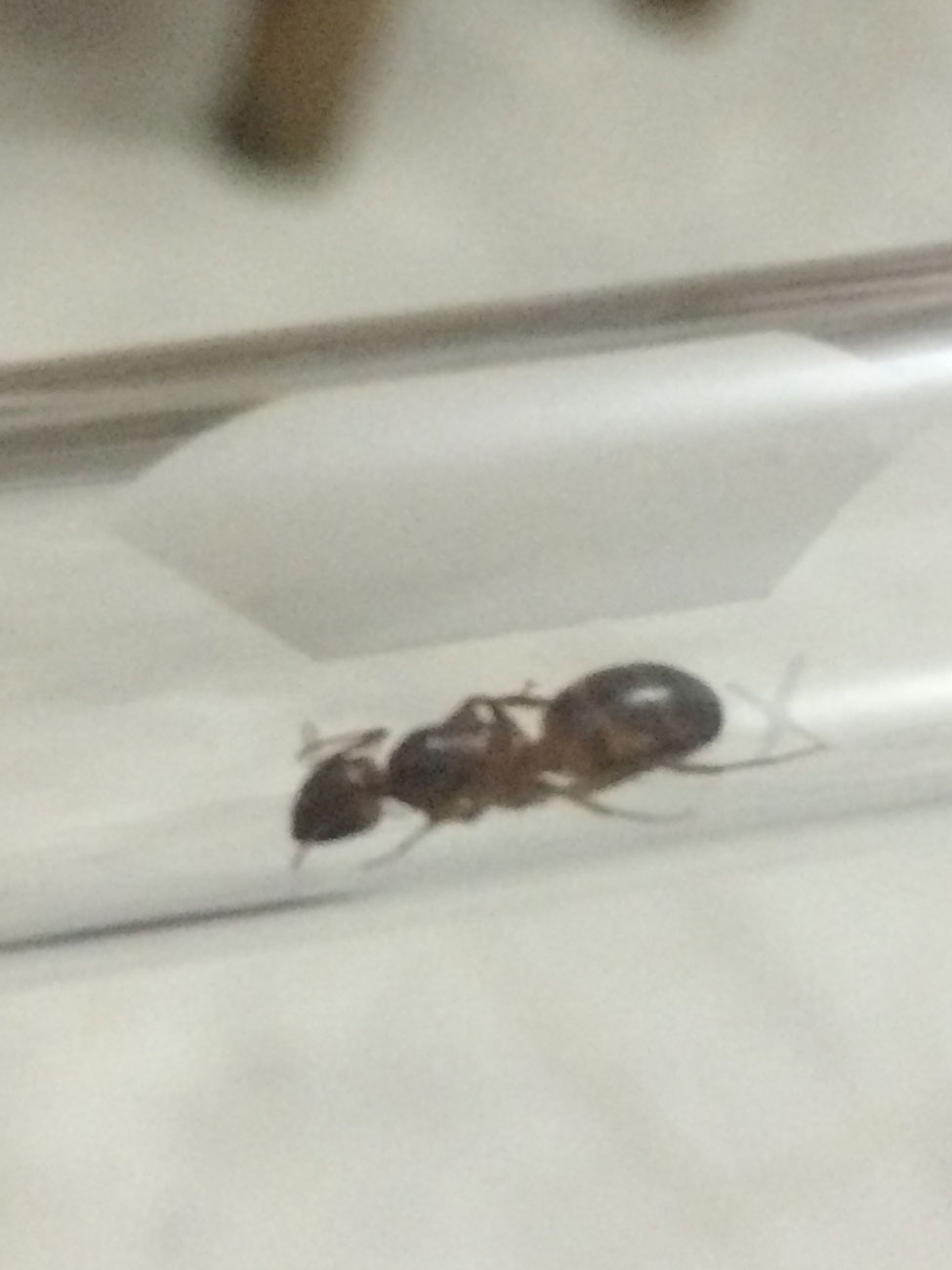 Camponotus