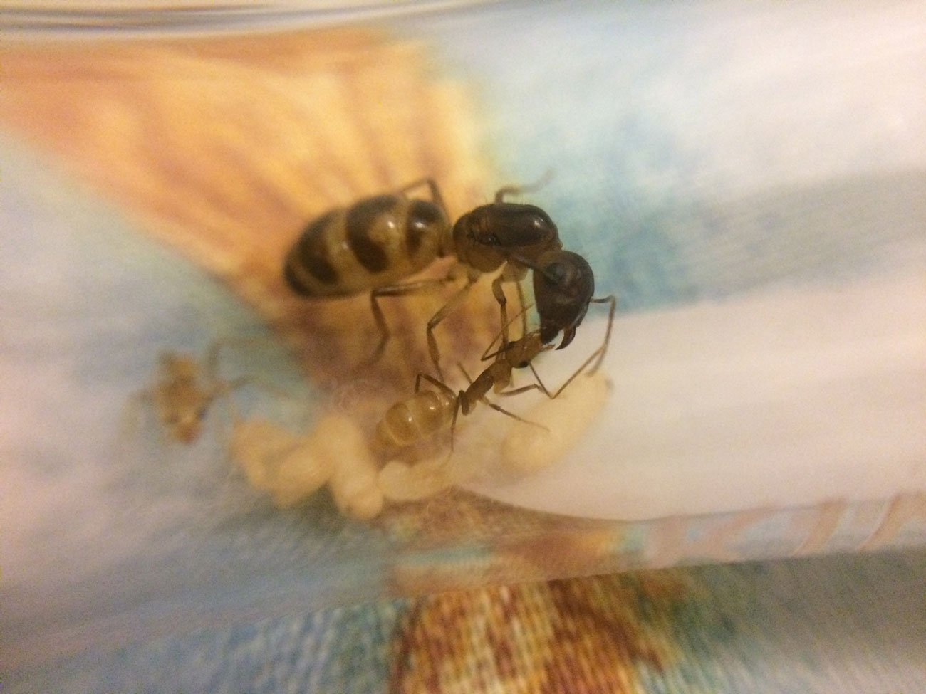 Camponotus 3