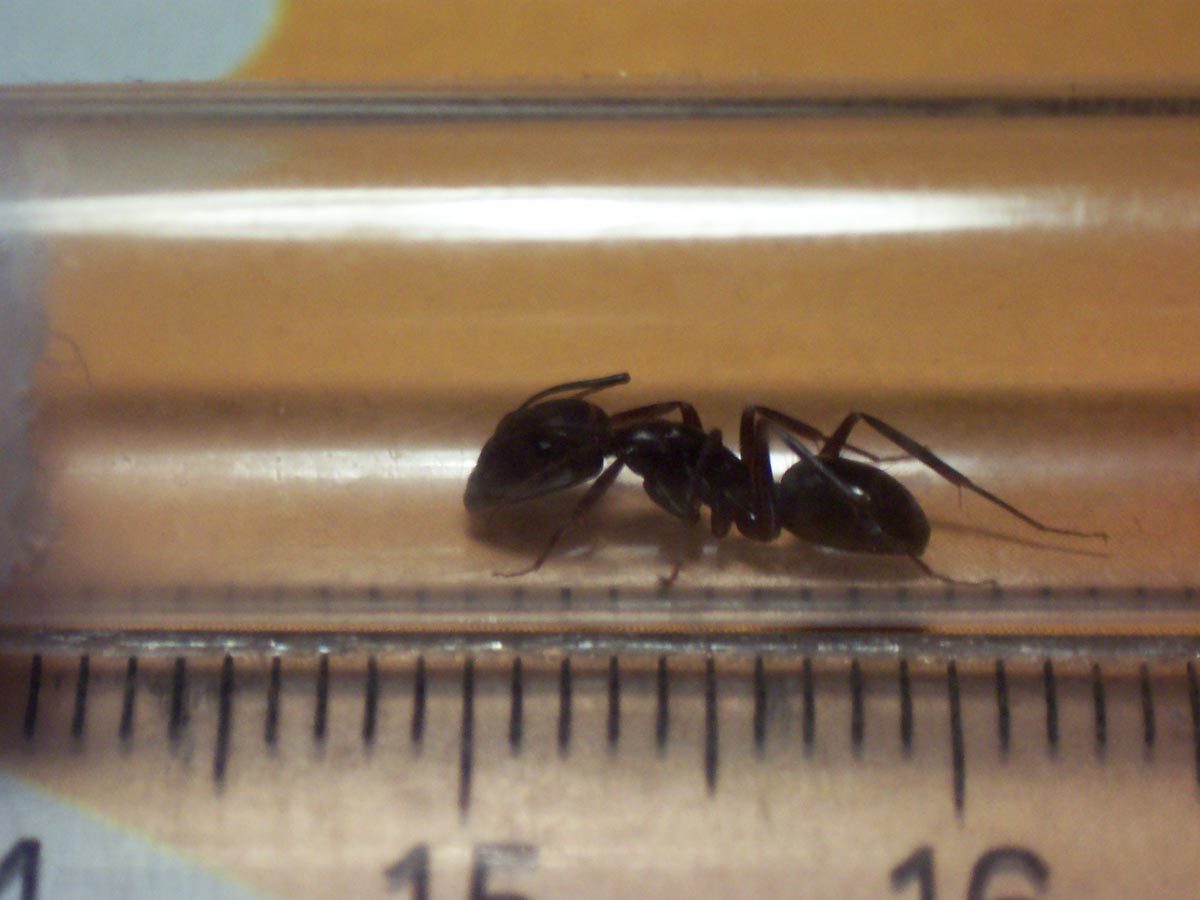 Camponotus?