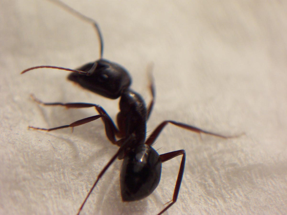 Camponotus Aethiops.