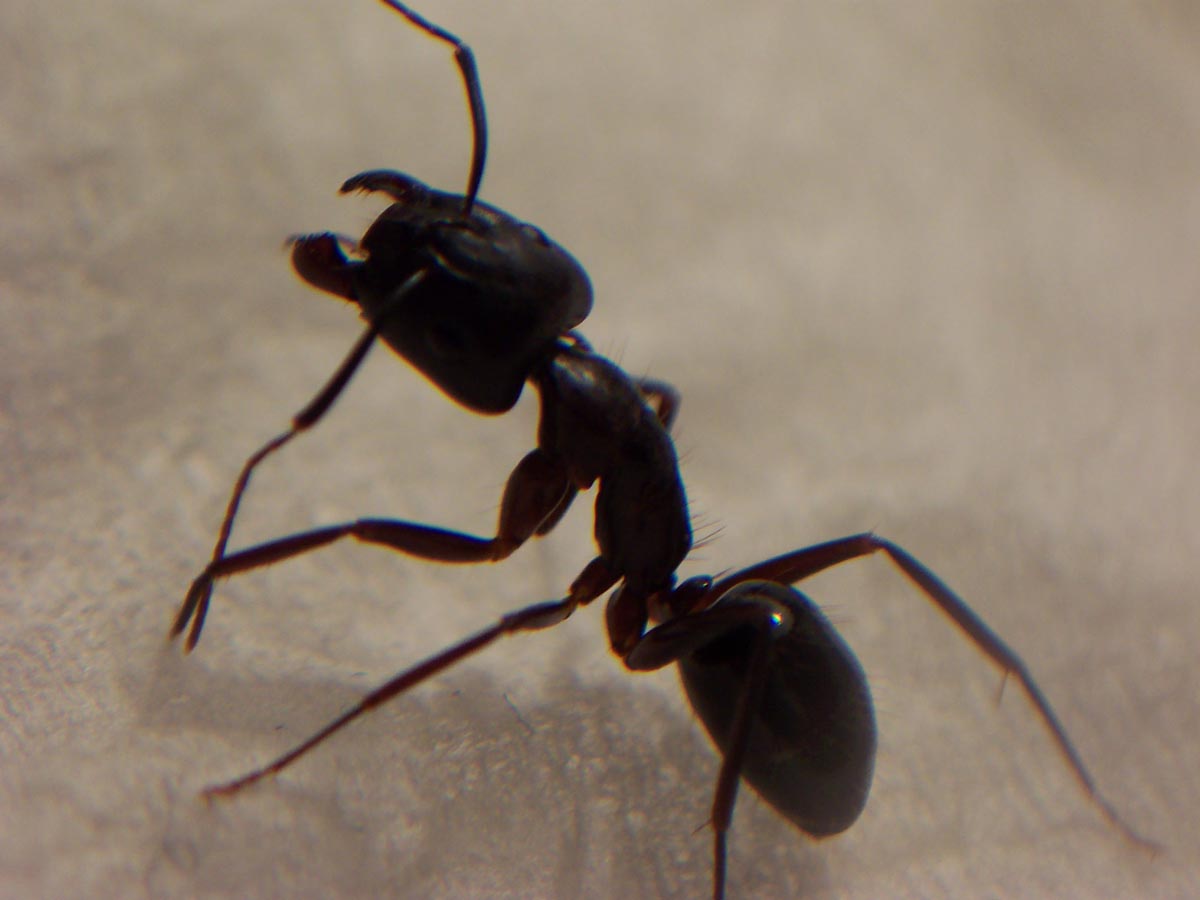 Camponotus Aethiops ?