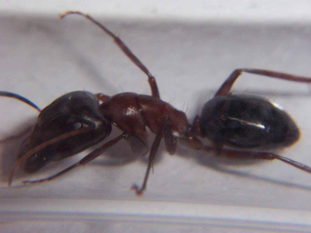 Camponotus posiblemente sylvaticus ?