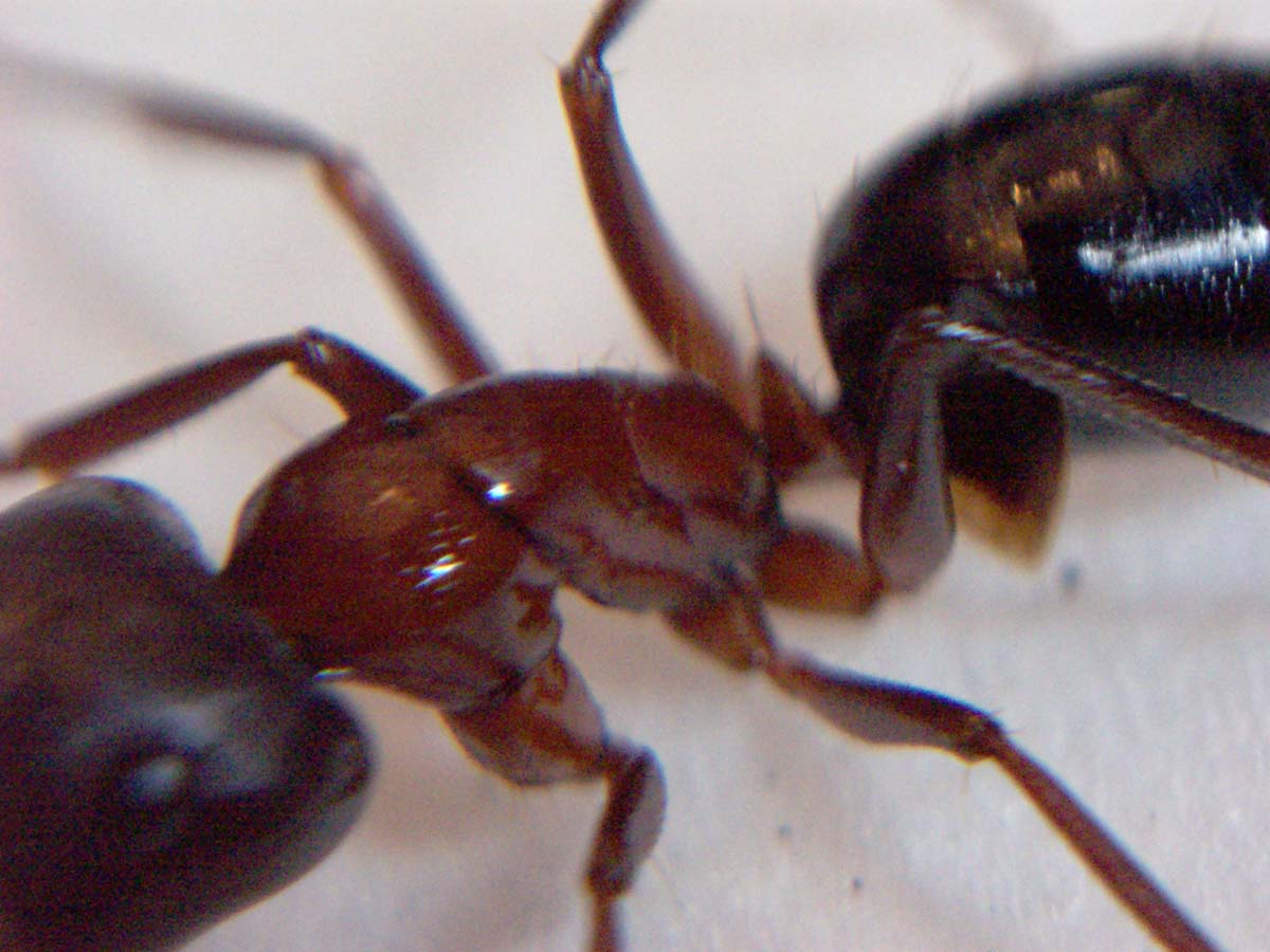 Camponotus quiz�s sylvaticus?