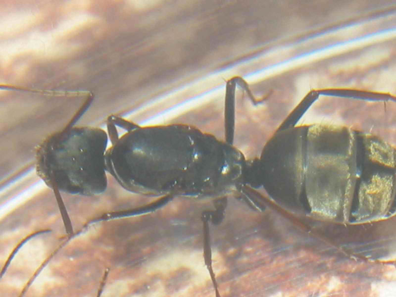 Camponotus sp(Mozambique)