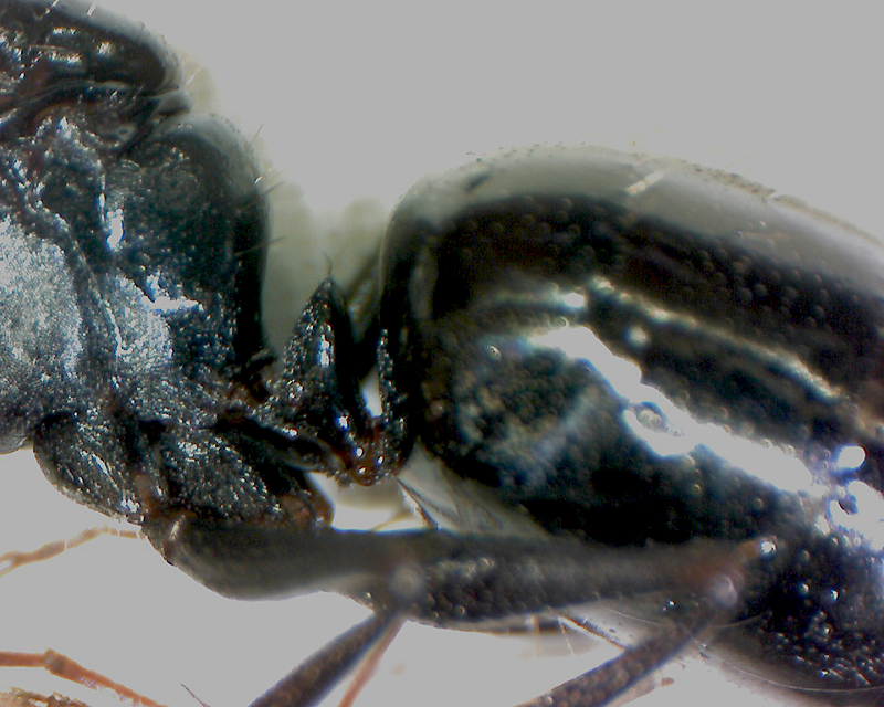 caponotusdetalle1