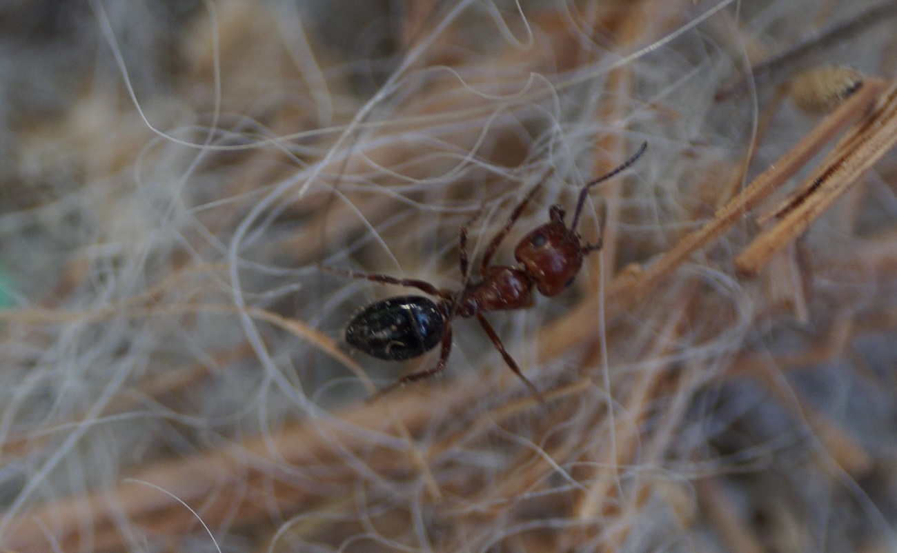 lateralis