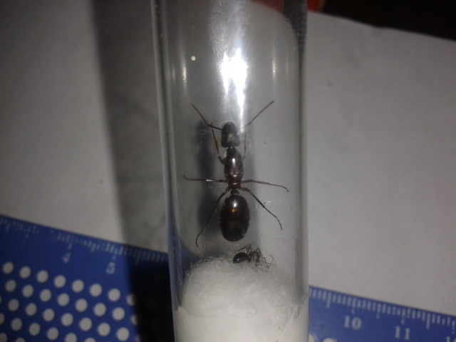 �Camponotus?