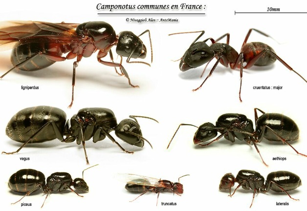 Camponotus