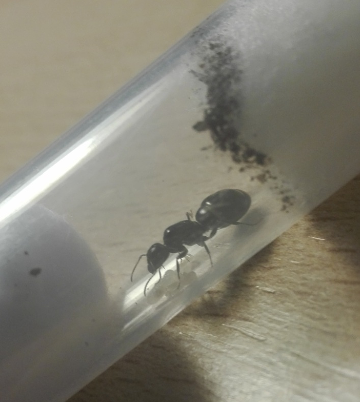 Camponotus