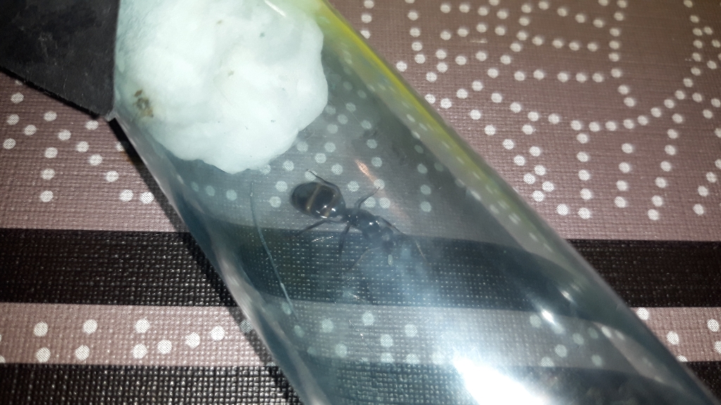 Camponatus 1cm