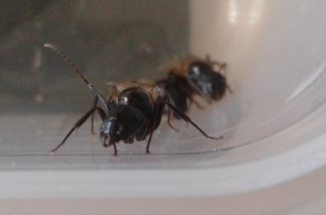camponotus