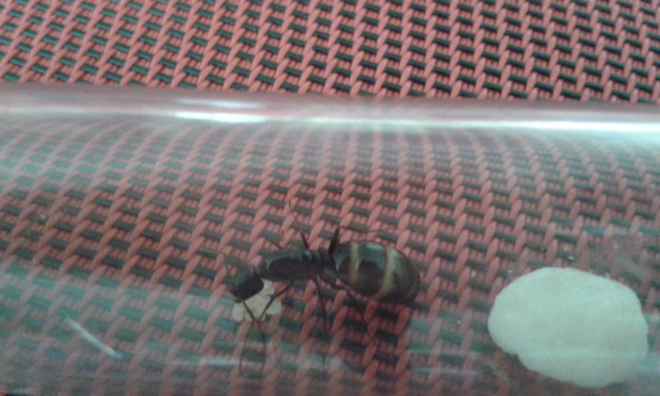 camponotus con larvas