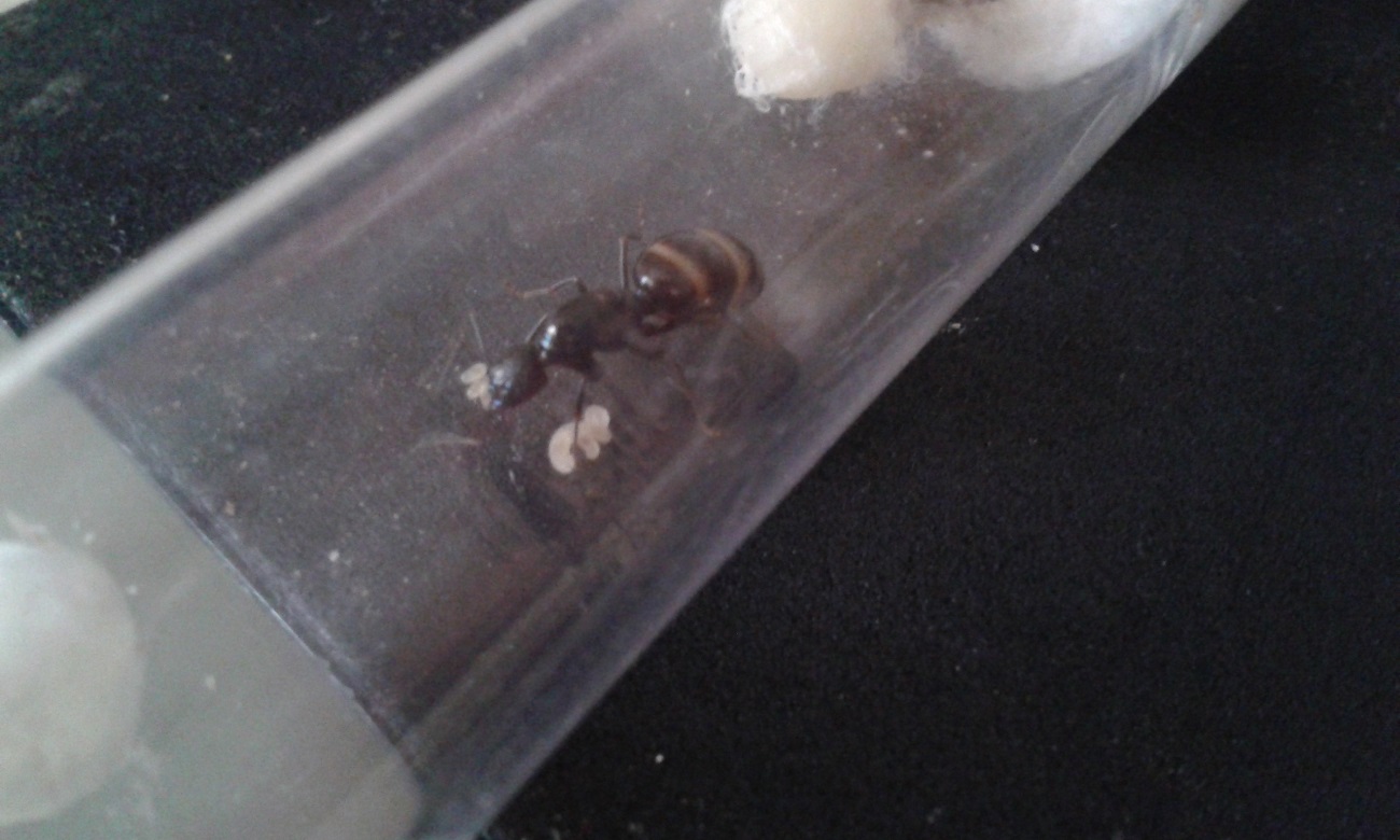 camponotus con larvas