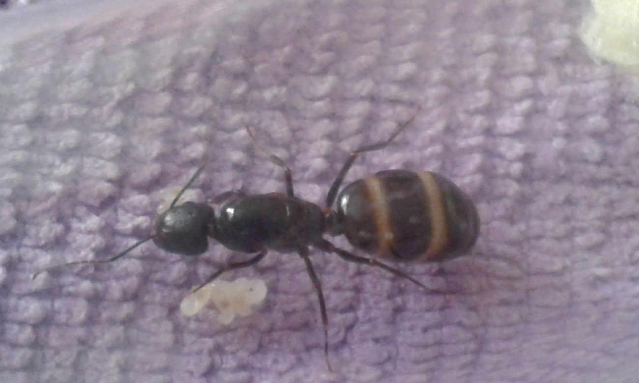 camponotus larvas