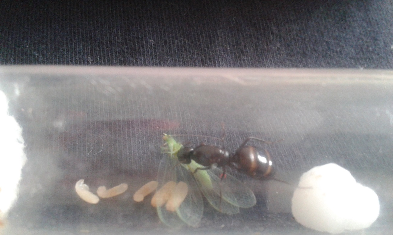 camponotus comiendo insecto