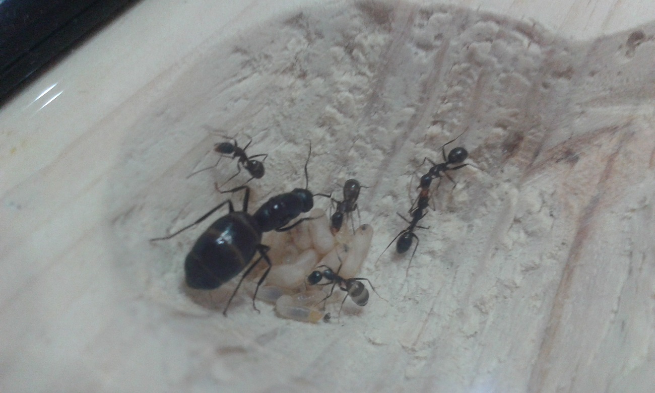 reina camponotus y nurses