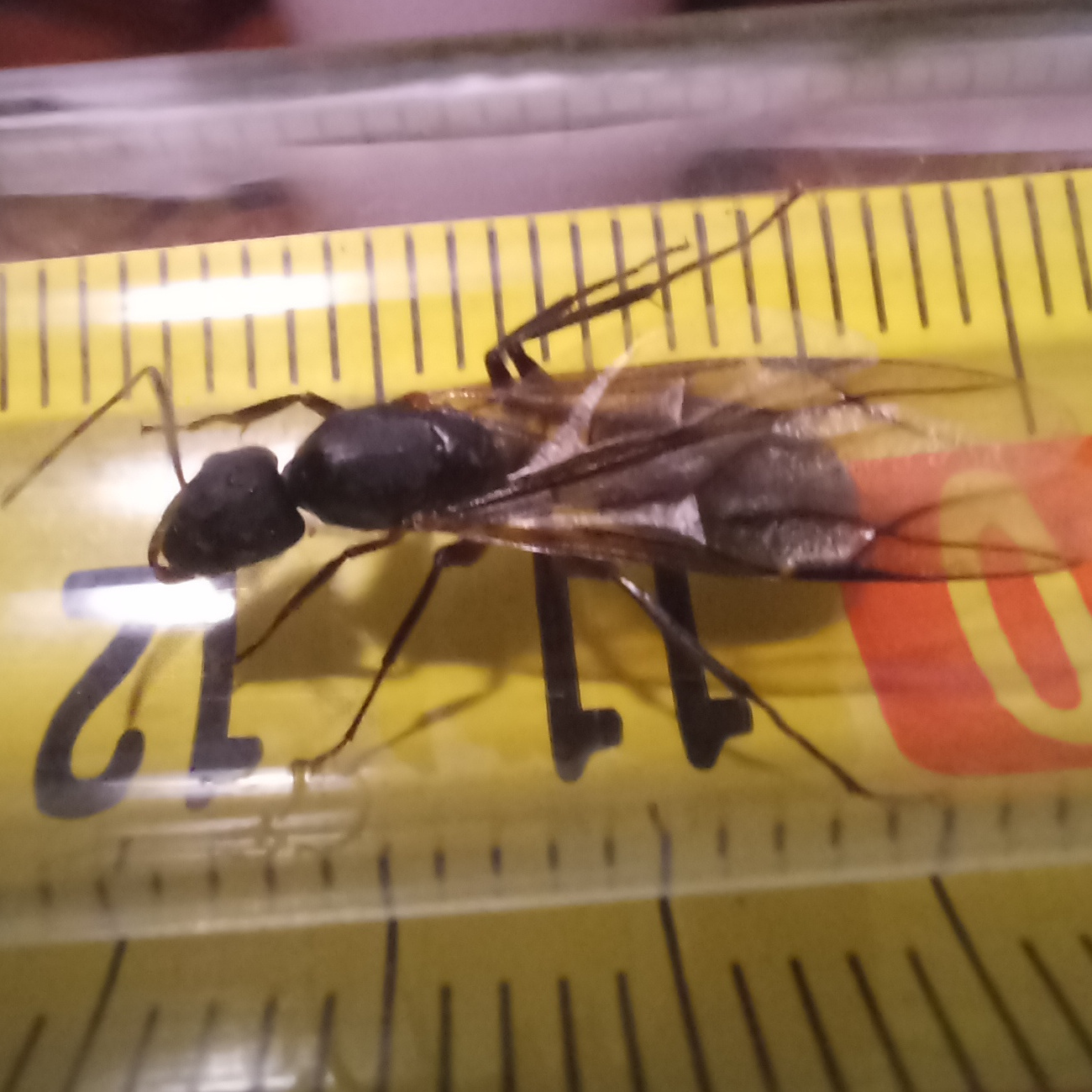 Camponotus sp.