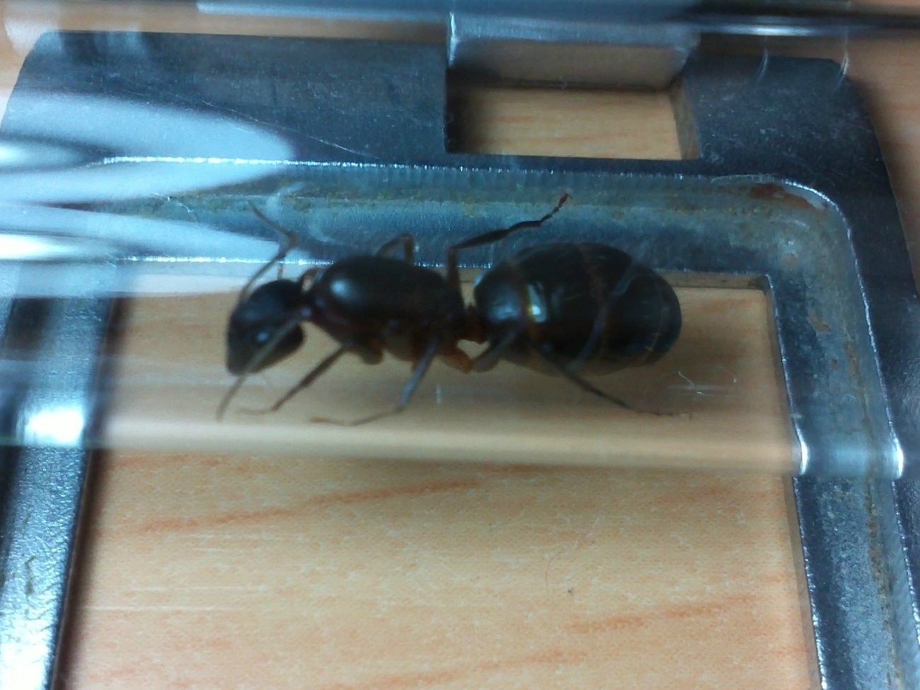 camponotus