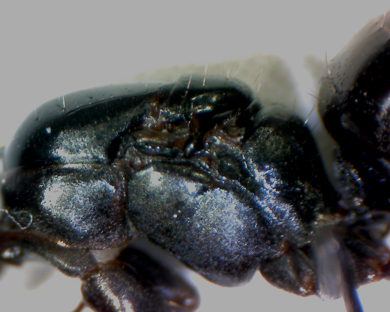 caponotusdetalle3