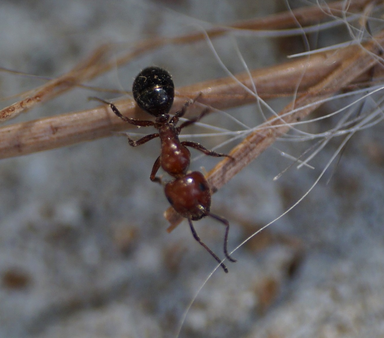 lateralis4
