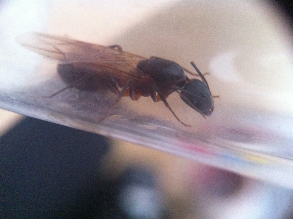 6_camponotus_reina
