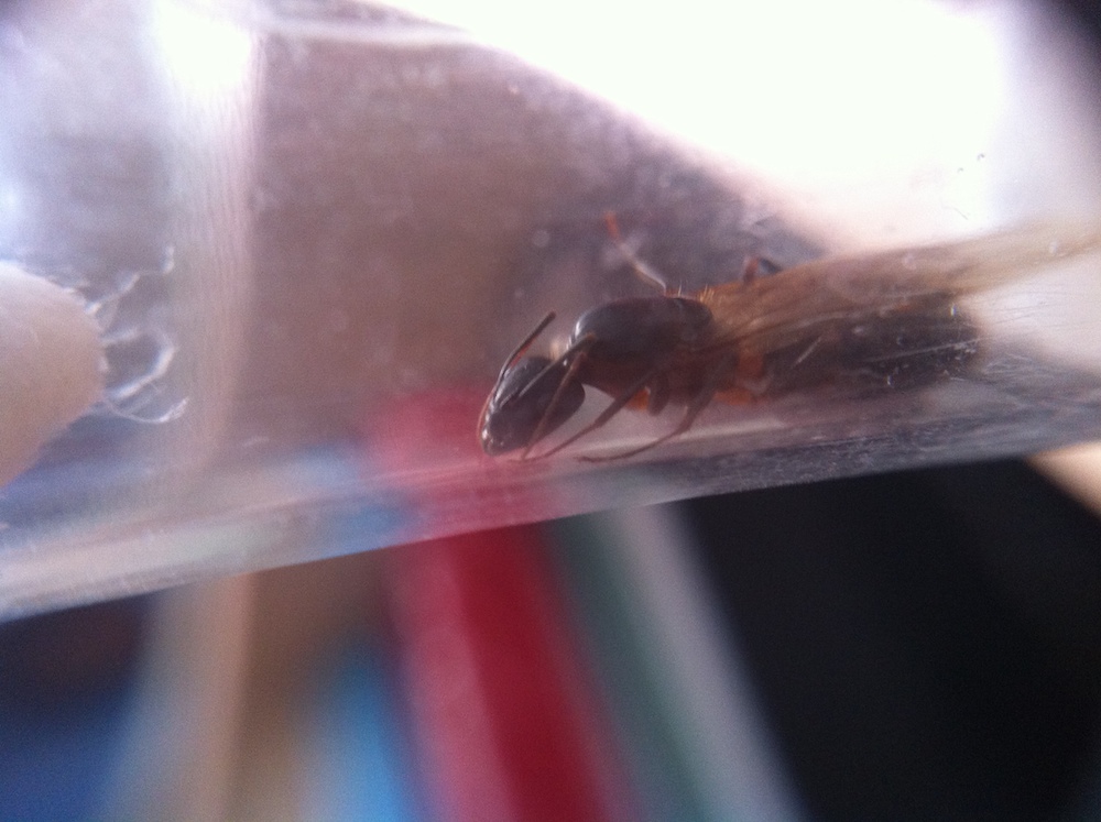6_camponotus_reina2