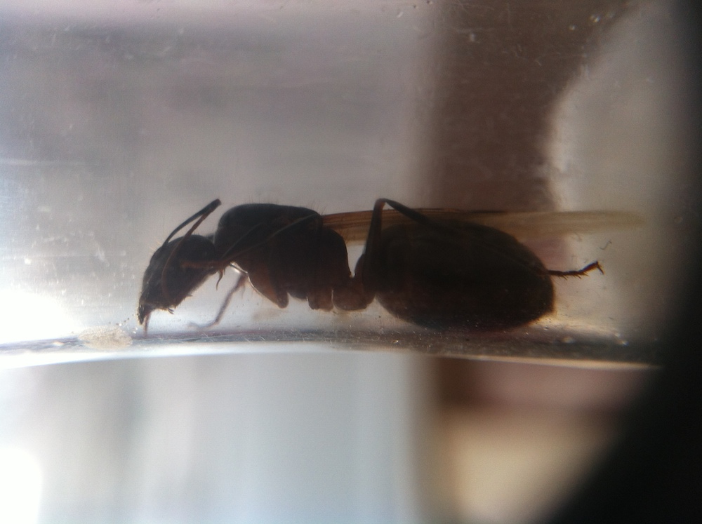 6_camponotus_reina3