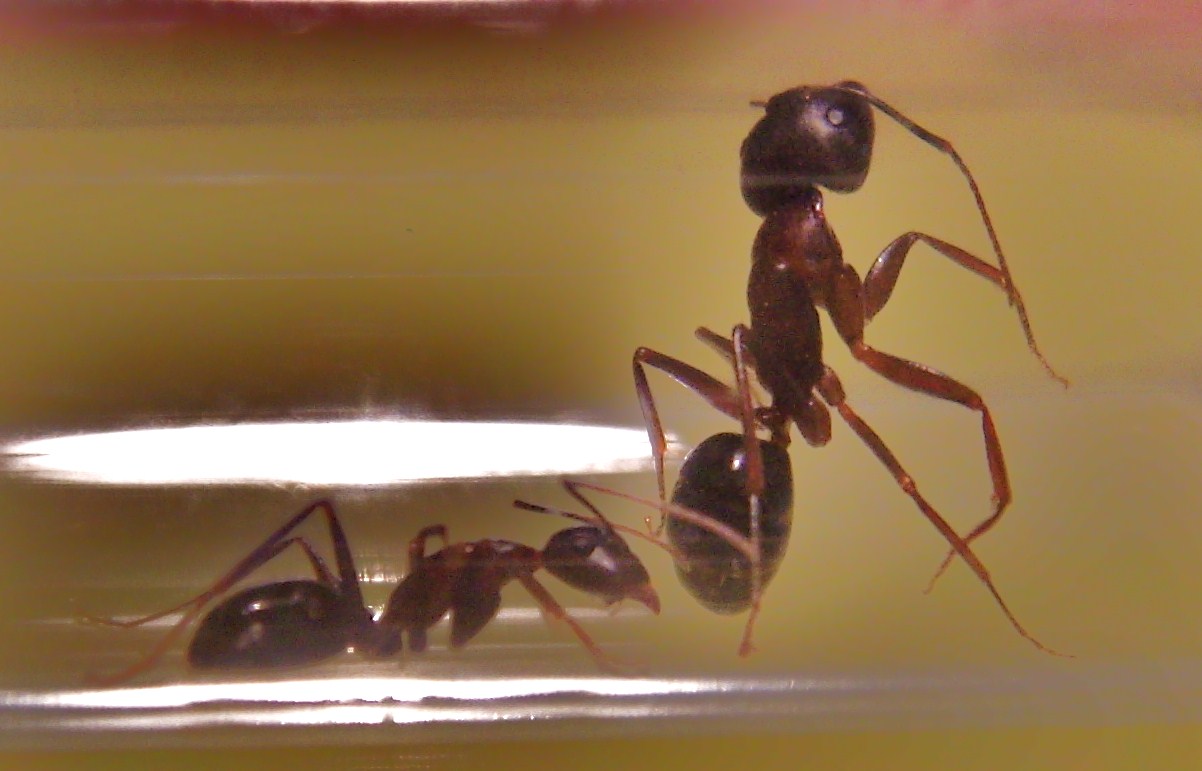 Camponotus 1