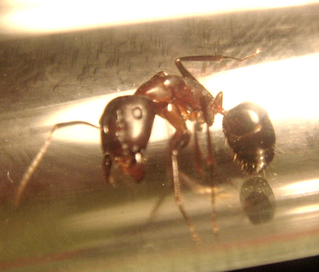 Camponotus 4