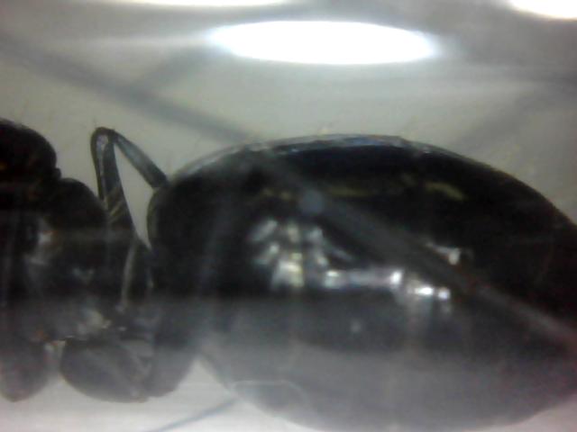 Camponotus01