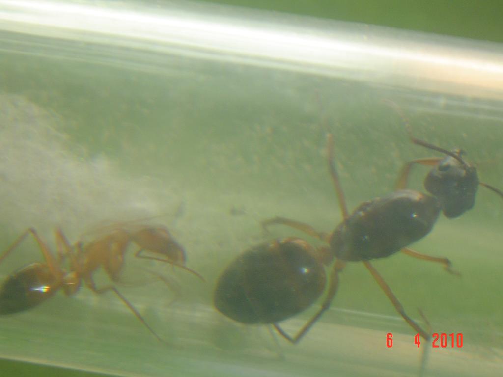 Reina Camponotus
