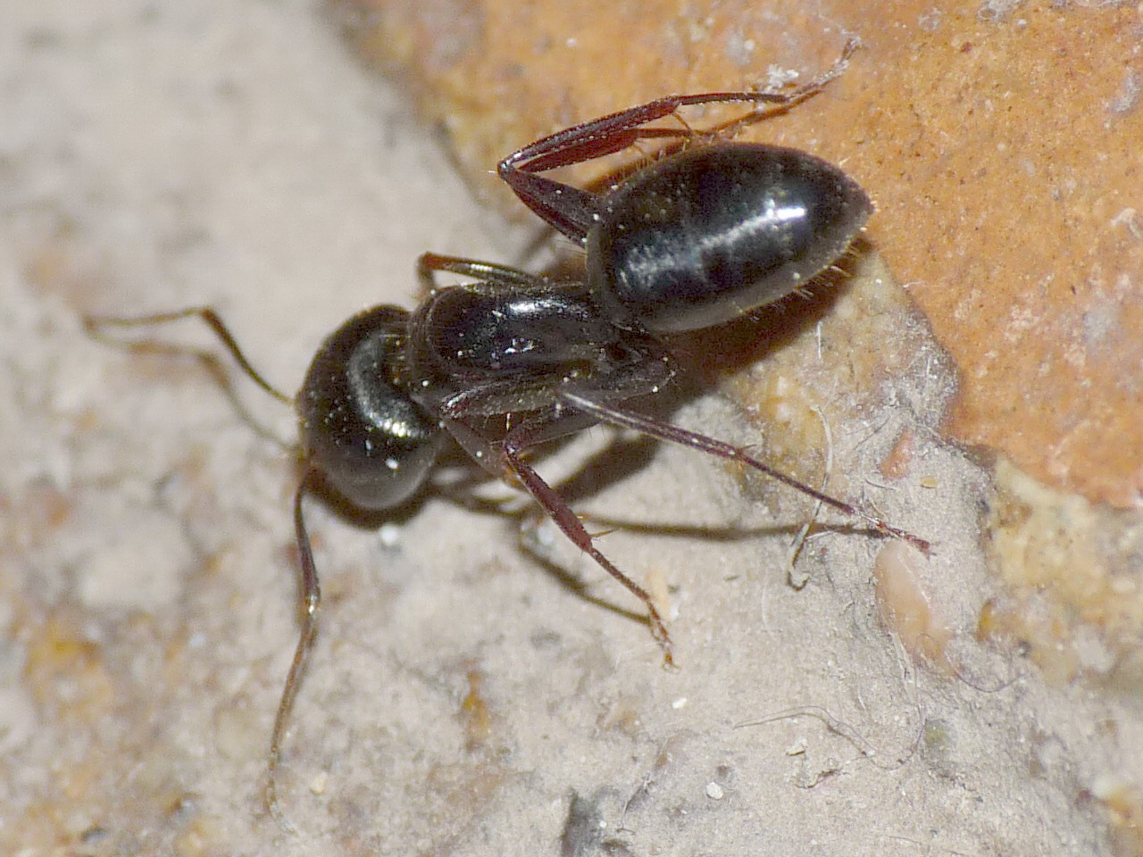 Camponotus cf. aethiops