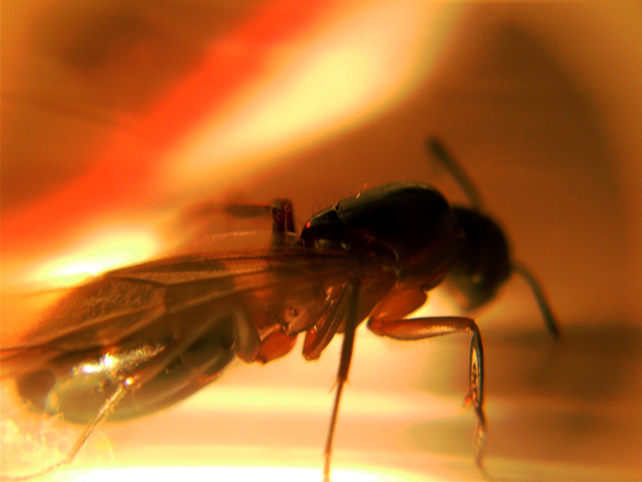 Camponotus barbaricus?2