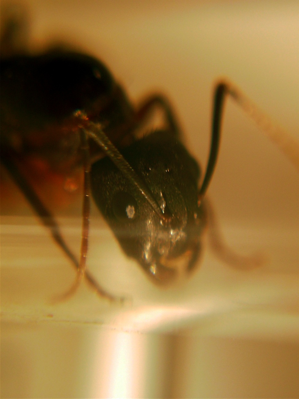 camponotus barbaricus?5