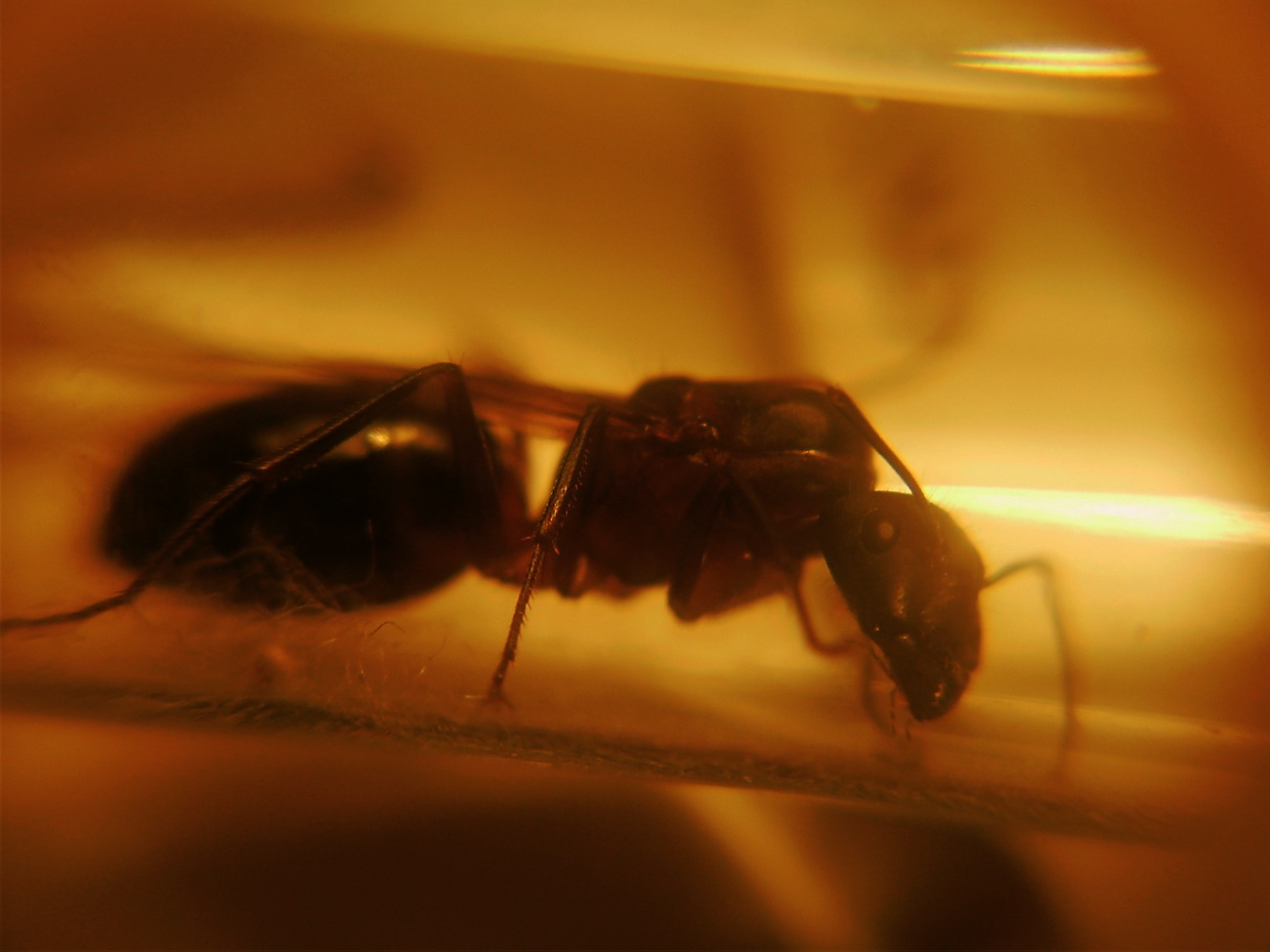 camponotus barbaricus?6