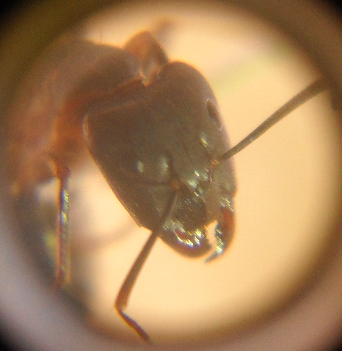 Cabeza Camponotus barbaricus?