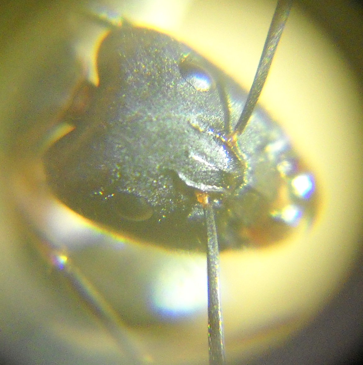 Cabeza Camponotus barbaricus?