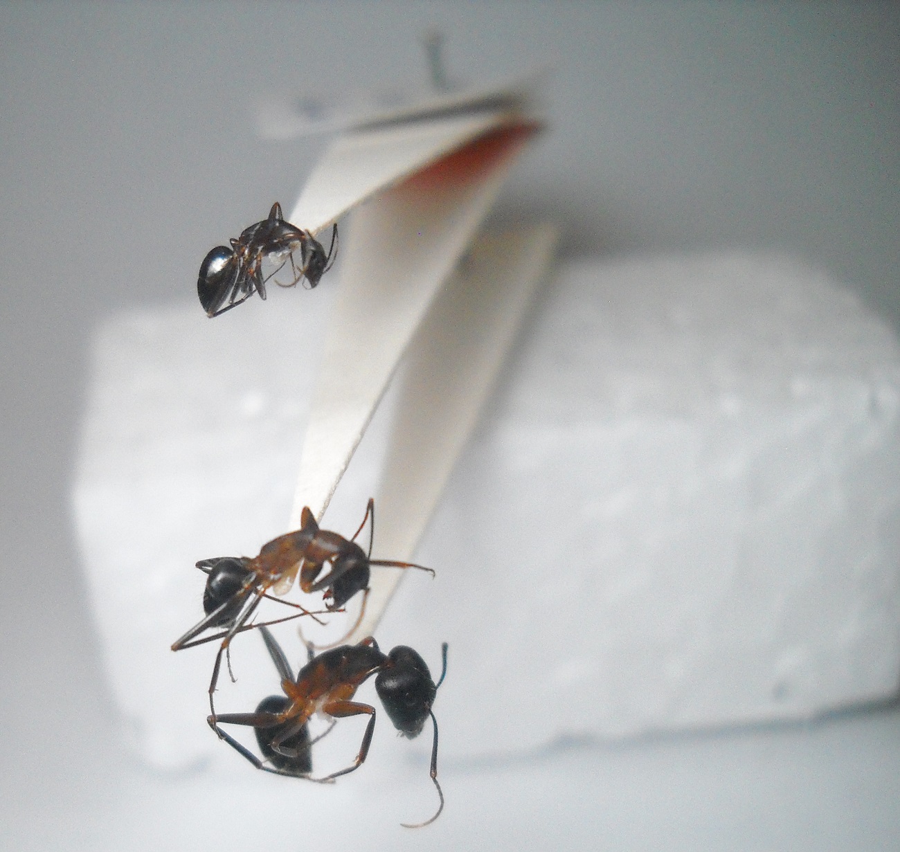 Camponotus barbaricus?