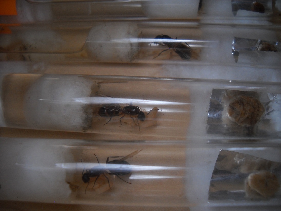 C. sp. 1